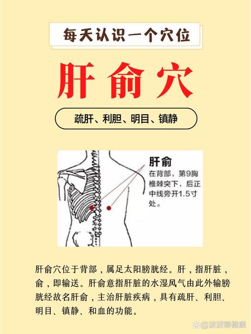 肝俞对应前胸对应穴位