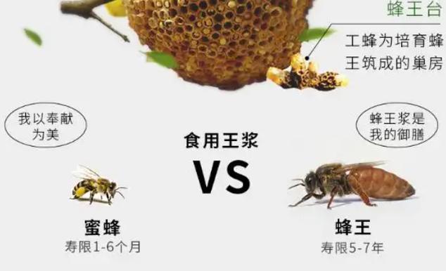 轻微脑梗能吃蜂皇浆吗