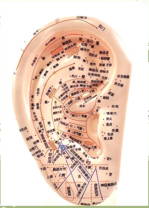耳穴压甲状腺哪个穴位