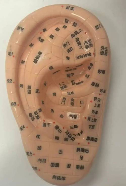 耳穴压甲状腺哪个穴位