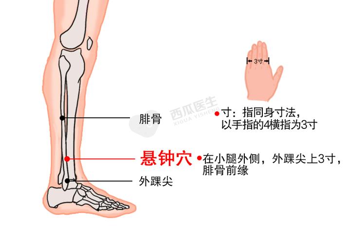 悬钟悬钟穴位位置图片