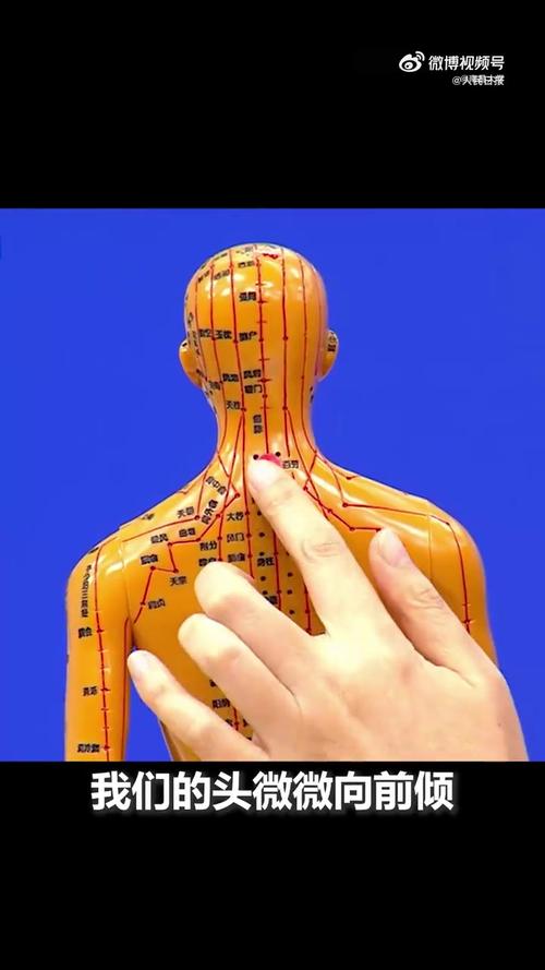 人体穴位经络图 大椎