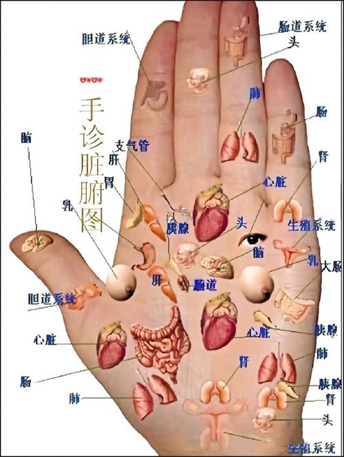 手心哪个穴位代表心脏