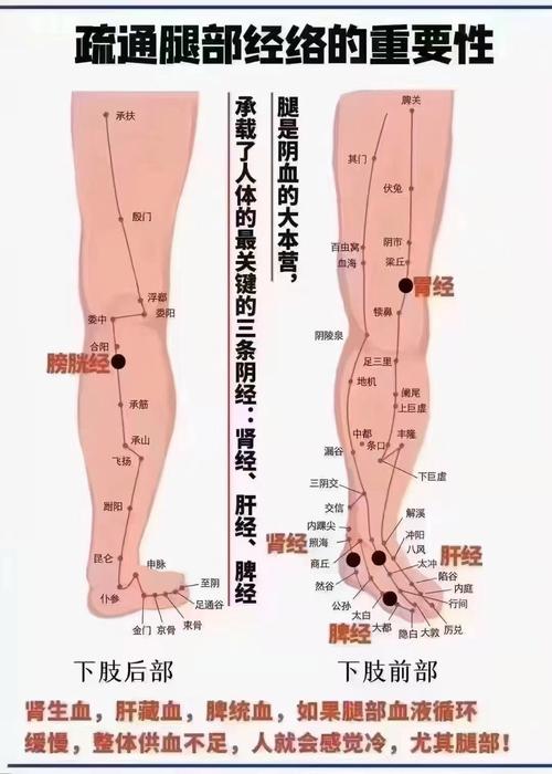 左侧小腿中部穴位反应