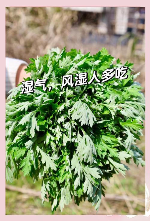 类风湿性关节炎吃什么好