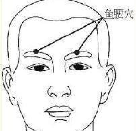 穴位鱼腰属于哪条经络