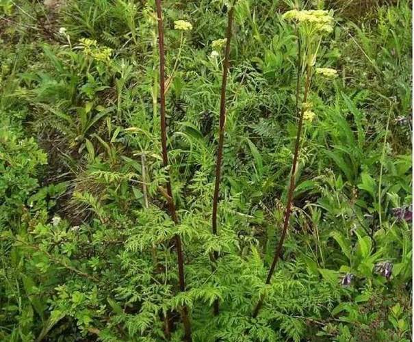 风湿单方 姜黄 羌活