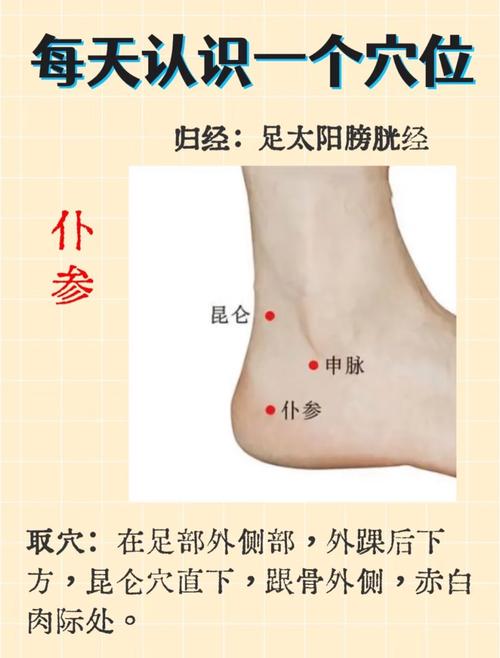 人体穴位 仆参 申脉