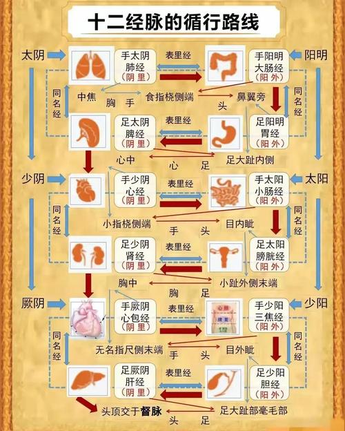 人经脉穴位 中医