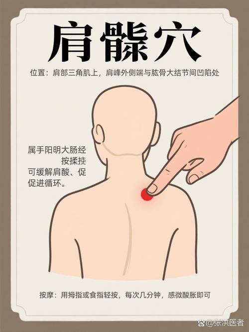 肩髃 肩髎 肩贞穴位