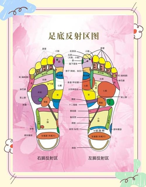 人体穴位图-足部