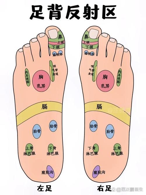 人体穴位图-足部