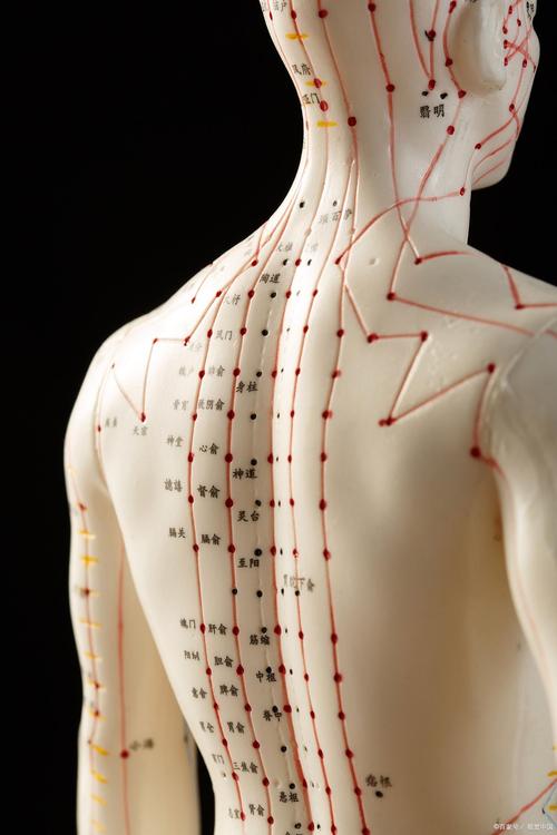 人体穴位高清 pdf