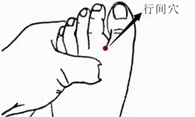 人体穴位图解行间穴位