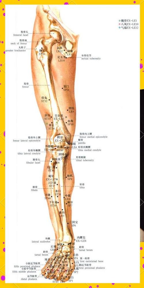 人体穴位大腿上的穴位