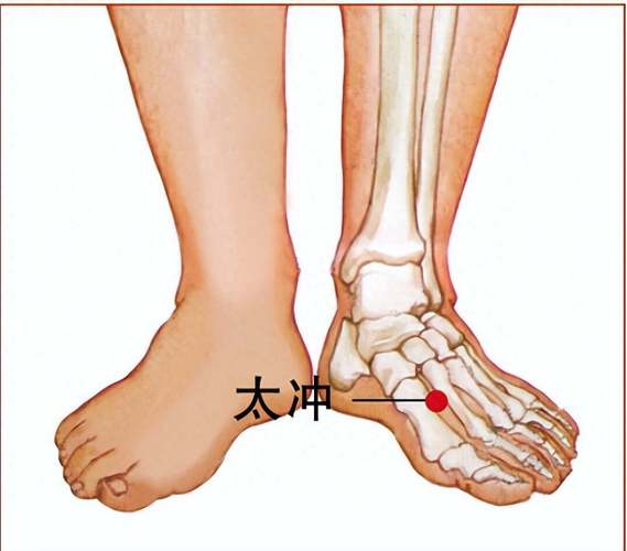 人体穴位太冲穴位图谱