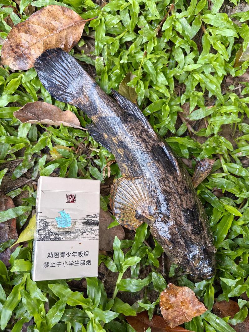 风湿类风湿能吃长鱼吗
