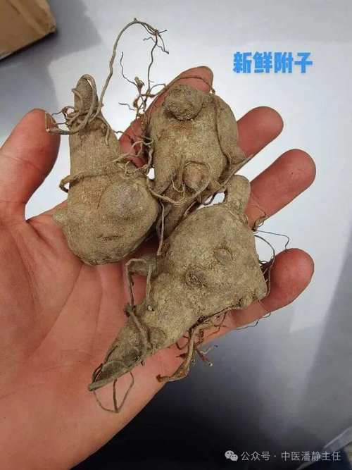 风湿和类风湿的好中药