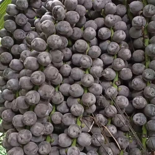 风湿果泡酒能治风湿吗