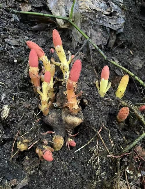 除风湿类风湿的中草药