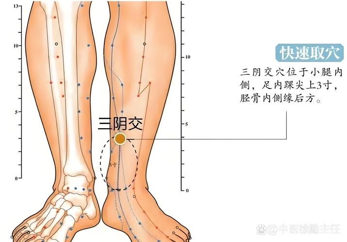 人体三阴交穴位在哪里