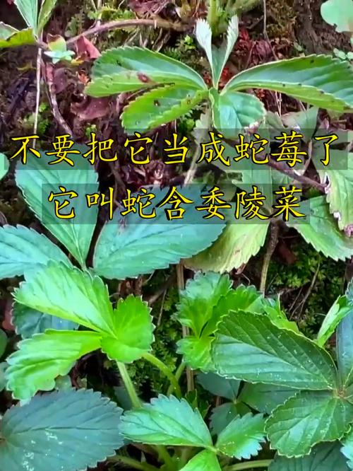 风湿类风湿药禁什么菜
