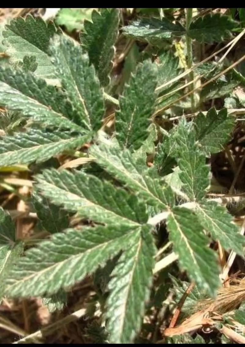 风湿类风湿药禁什么菜