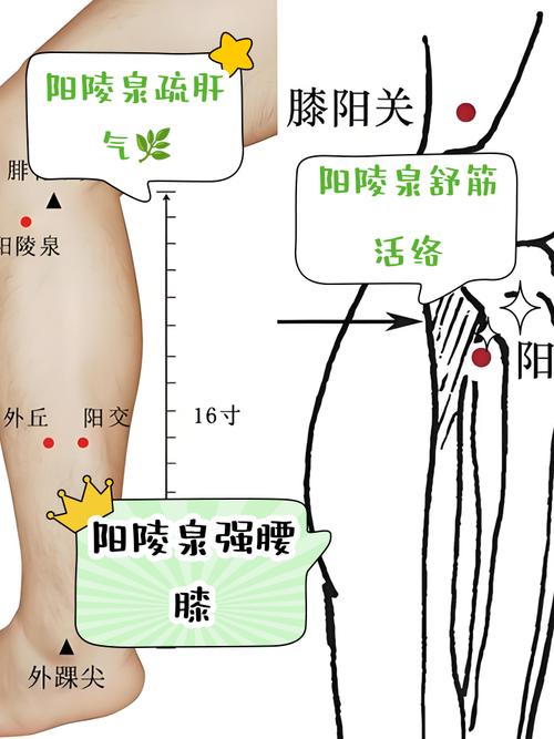 股骨头坏死的艾炙穴位