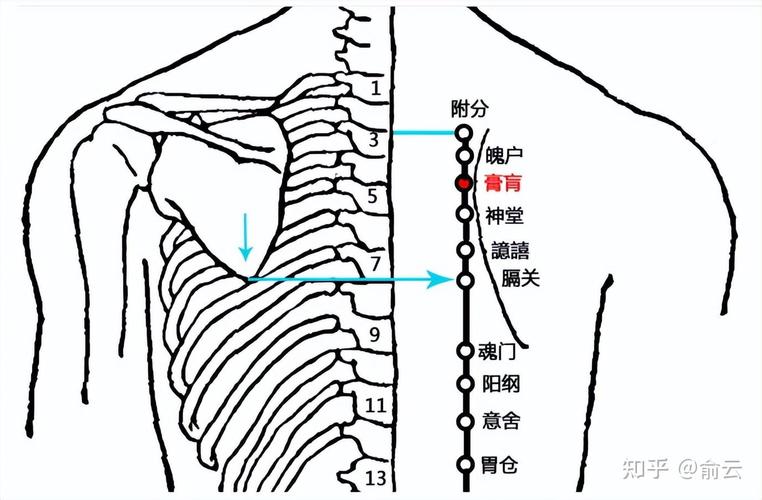 肩胛骨下面是什么穴位