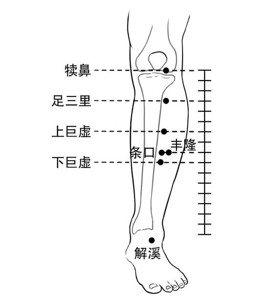足三里下面是什么穴位