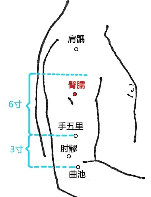胳膊肘外侧是什么穴位