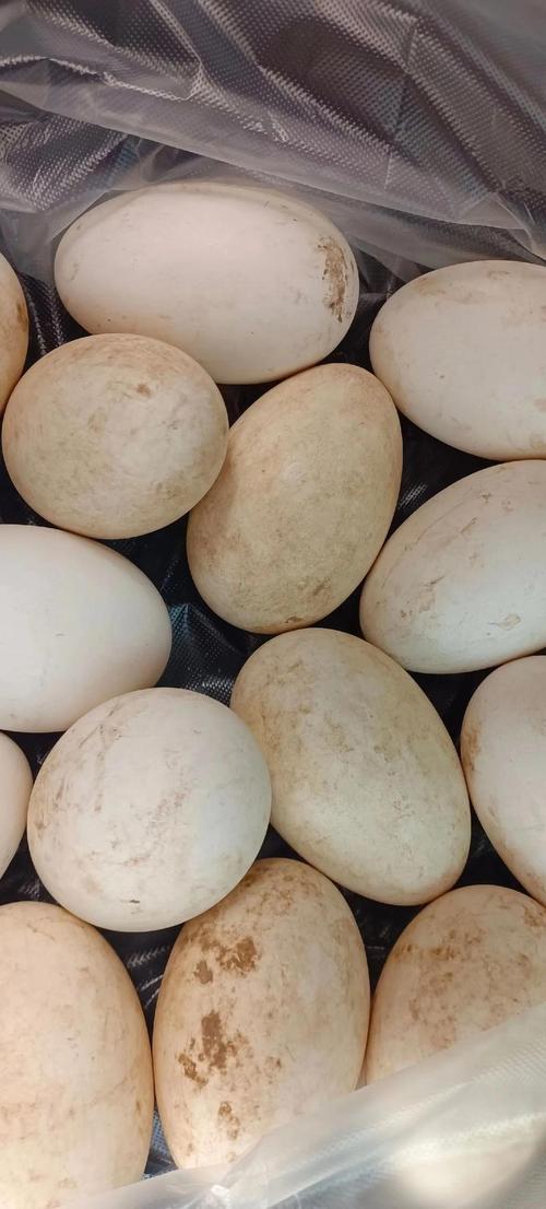 心梗或脑梗能吃鸡蛋吗