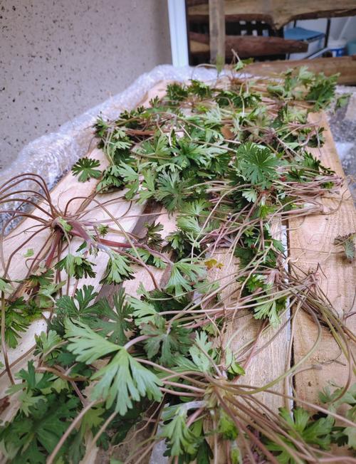 什么草能治风湿类风湿