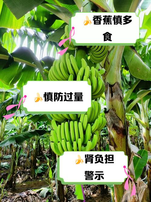 风湿类风湿能吃香蕉吗