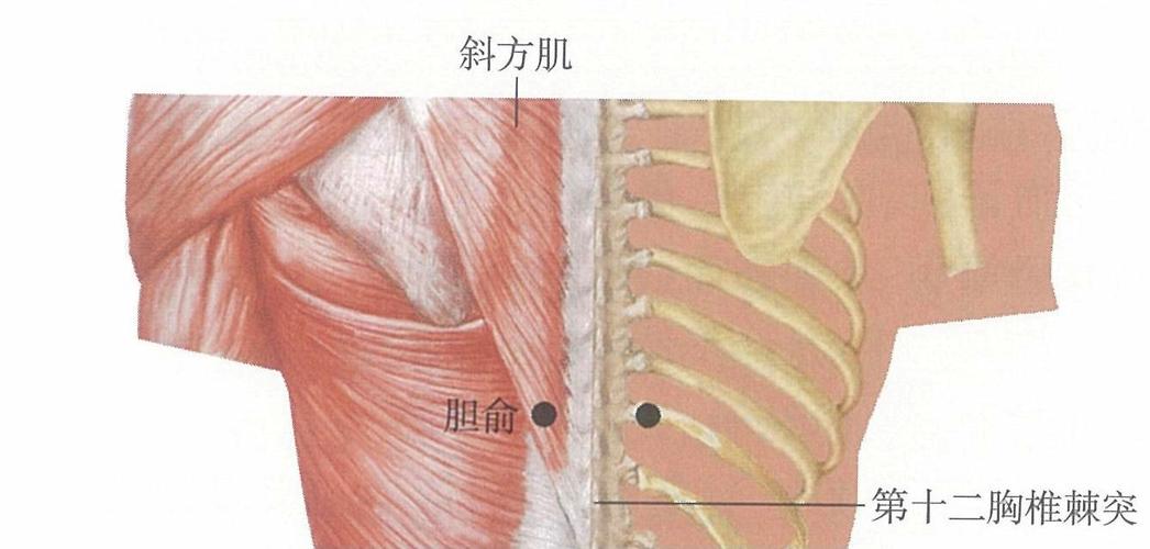 胆结石疼痛按什么穴位