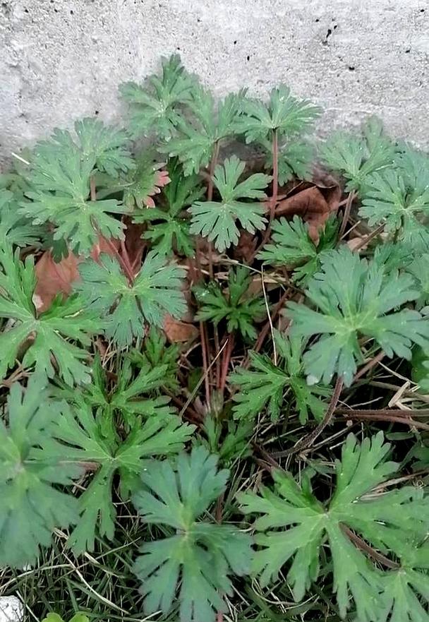 冶风湿娄风湿的中草药