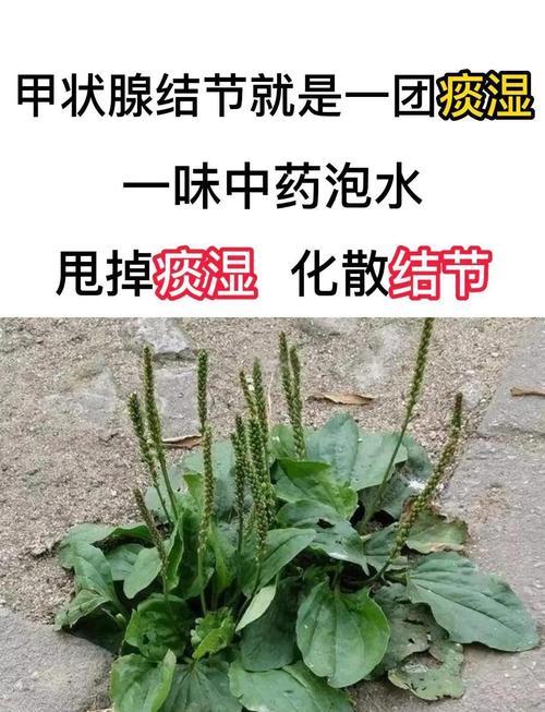 风湿车前片治类风湿吗