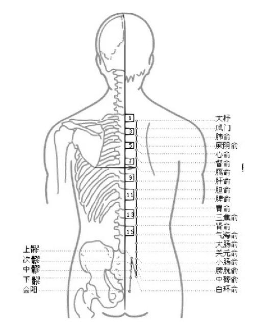 人体背部穴位图及功能