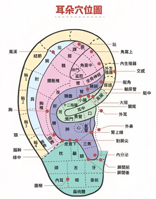 耳朵穴位图解大全按摩