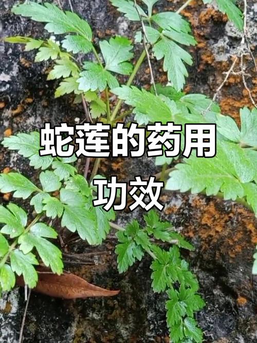 风湿类风湿吃什么草药