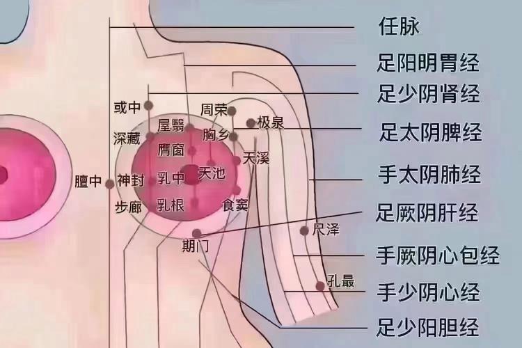 女人乳房艾灸养生穴位