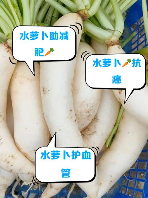 风湿类风湿能吃萝卜吗