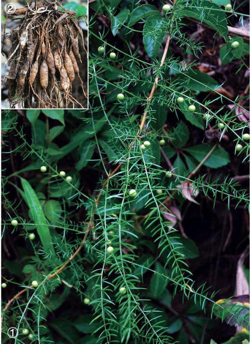 专治风湿类风湿的草药