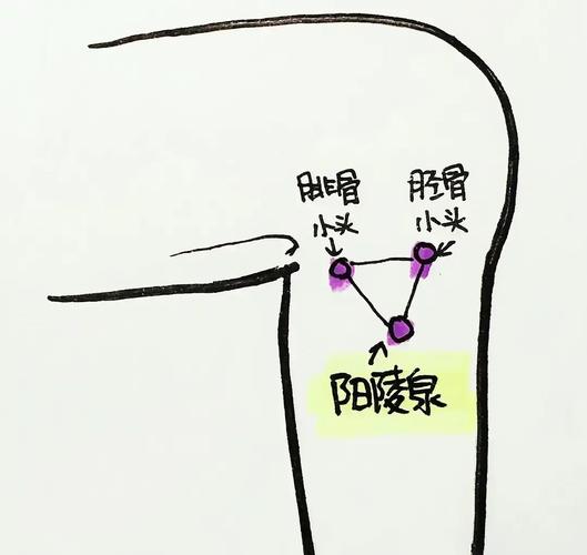 膝盖怕冷艾灸什么穴位