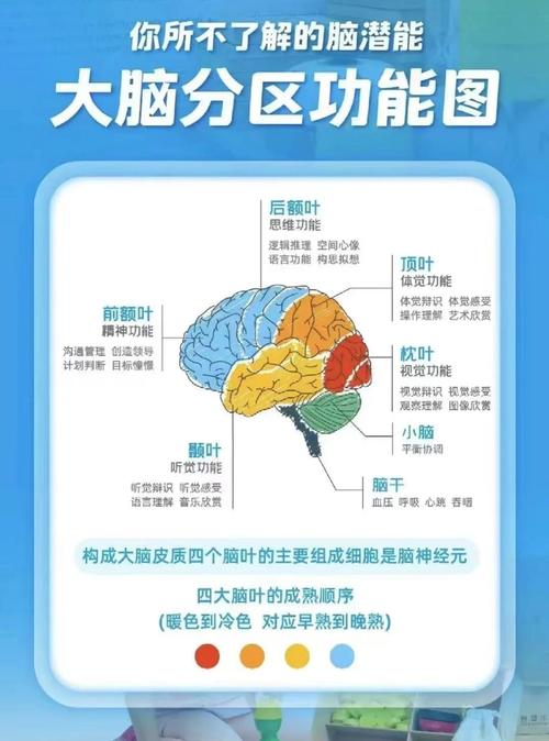 脑梗左脑和右脑的区别