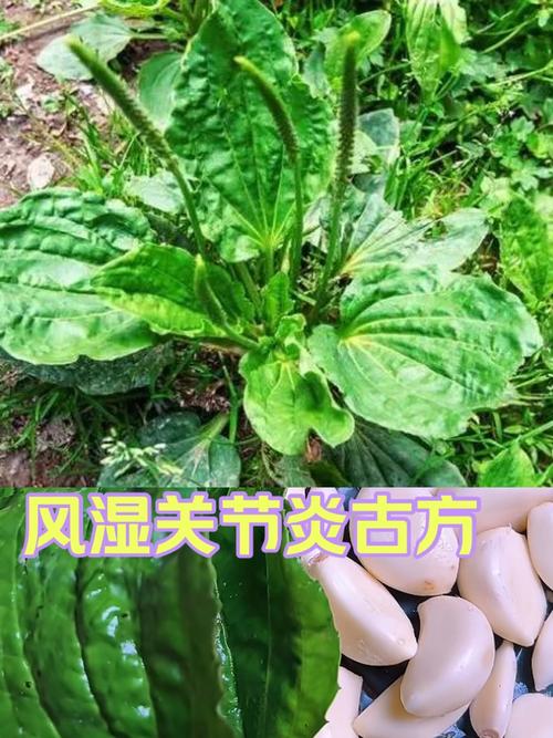 古典秘方治风湿类风湿