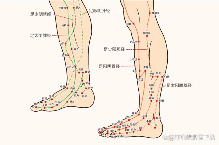 人体腿部穴位图解大全