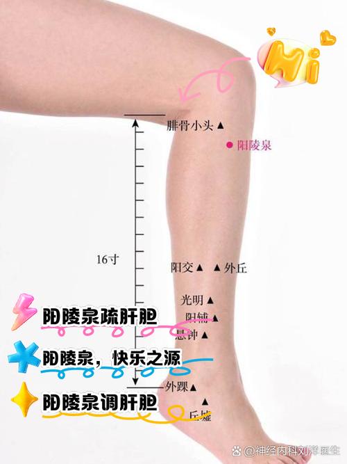 人体腿部穴位图解大全