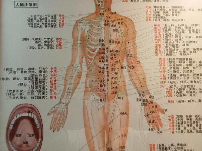 人体经络穴位系统知识