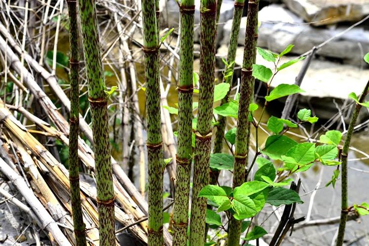 治疗风湿类风湿的草药